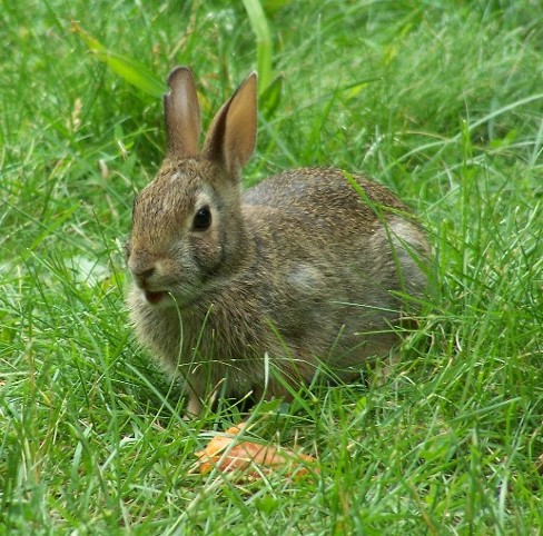 Image - European rabbit